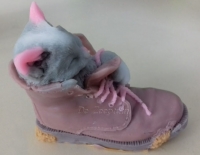 Kitten in schoen